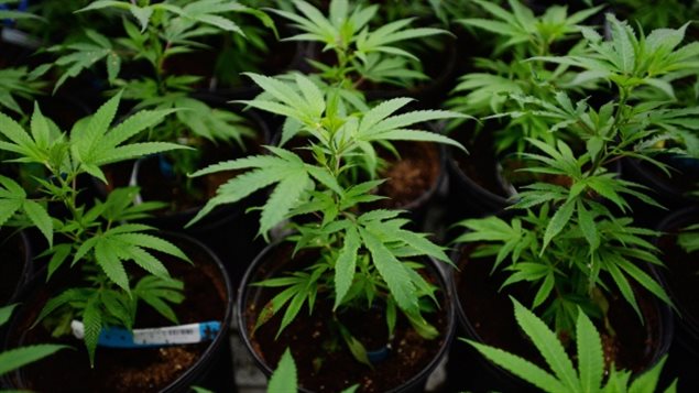 出台大麻合法化法案当天大麻生产商的股价下跌
