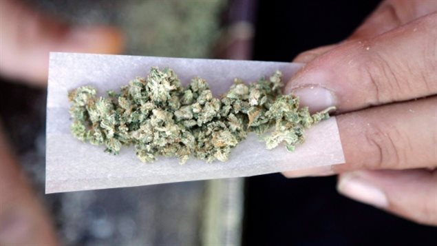 不少人呼吁政府赦免所有加拿大人的大麻犯罪记录