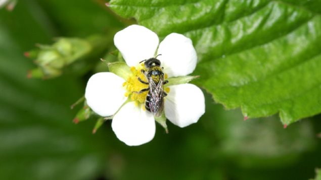 This one of of the black mason bee, Hoplitis sp. female.They are often found pollinating spring-flowering fruit in orchards, as well as nut trees in Ontario. 