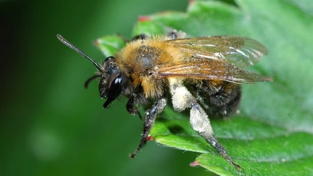 mining bee