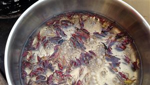 La cuisson d’insectes : sauterelles et grillons à l’eau bouillante Photo : Radio-Canada/Claude Brunet