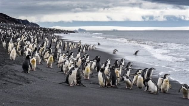 Antarctica is known for several species of penguins, all of which could be negatively affected directly or indirectly by a variety of situations from overfishing of krill, to climate change, to ocean acidification