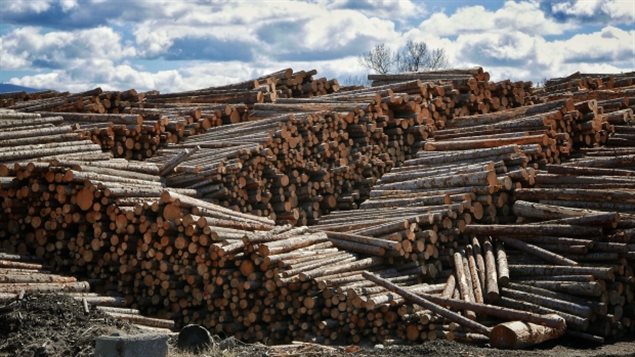 Las exportaciones canadienses de madera blanda a los Estados Unidos se verán afectadas con tarifas compensatorias de hasta un 24 por ciento a partir de la próxima semana. 