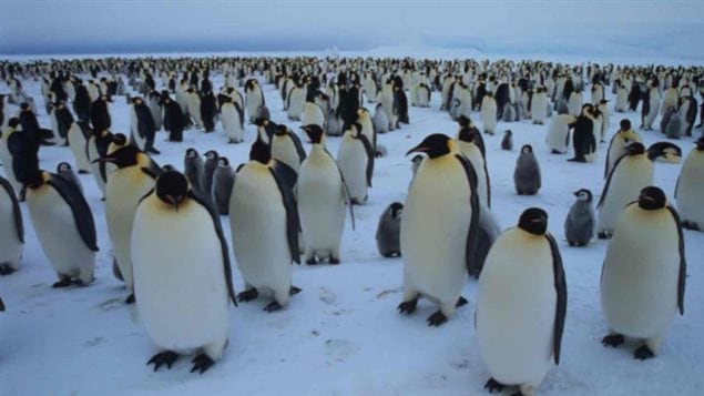 Emperor penguins in Antarctica. April 25 was World Penguin Day 