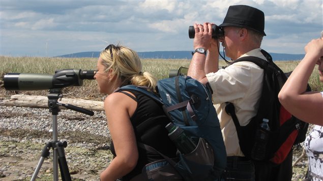 Volunteers watch piping plover, migratory birds that are endangered in Canada.