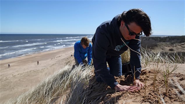 Volunteers plant marram grass to preserve sand dunes in the eastern province of Prince Edward Island.