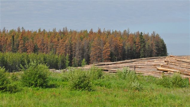 Warmer temperatures mean huge swaths of Canadian forest are devastated by the pine beetle which no longer freezes to death in winter.