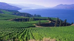  Mission Hill Estate Winery in British Columbia. Canadian wines have won several international competitions in recent years, but warming and changing climates are becoming a serious concern for growers everywhere.