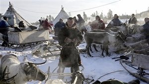 Nenets herdsmen prepare to leave the site outside the town of Nadym, 3,800 km North-East of Moscow, in Siberia, 14 March 2005 to find a new place for stay. 