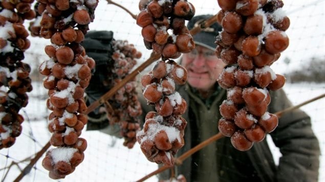 Here, Herbert Konzelmann of Konzelmann Estate Winery takes a look at the last of the frozen grapes needed to be harvested for ice wine while the weather was cold enough to freeze them in Niagara-on-the-Lake in this 2007 photo Wild swings in temperature and increasingly unpredictable weather are hazards now facing growers everywhere.
