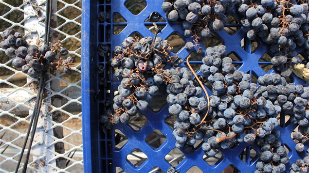  Ripening grapes off-vine after harvest represents a new innovation for the Ontario wine industry to overcome climatic barriers to obtaining fully ripe grapes – and a team at CCOVI was at the forefront of tweaking this style of wine-making for a Canadian climate. The goal of *appassimento* winemaking is to further ripen the fruit off-vine in order to produce high quality wines even in growing seasons that do not allow the complete maturation of grapes