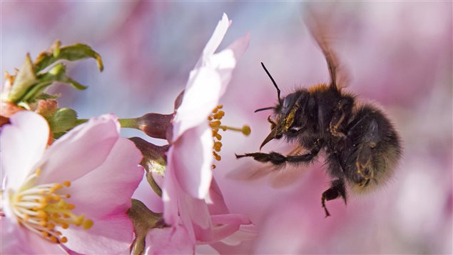 Bumblebee declines are blamed on pesticides, disease and climate change.