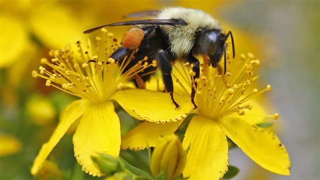 Bumblebees are essential pollinators and are in decline around the world.