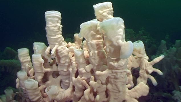 The skeletons of these sponges are made mostly of glass and each is covered by a single-cell membrane.