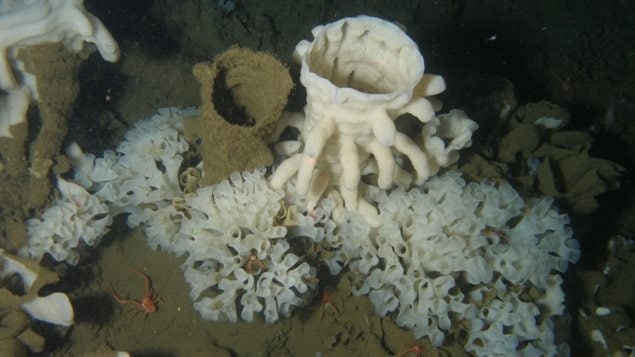 While glass sponges grow in different parts of the world, they are believed to only form reefs in the cold waters of Canada’s Hecate Strait.