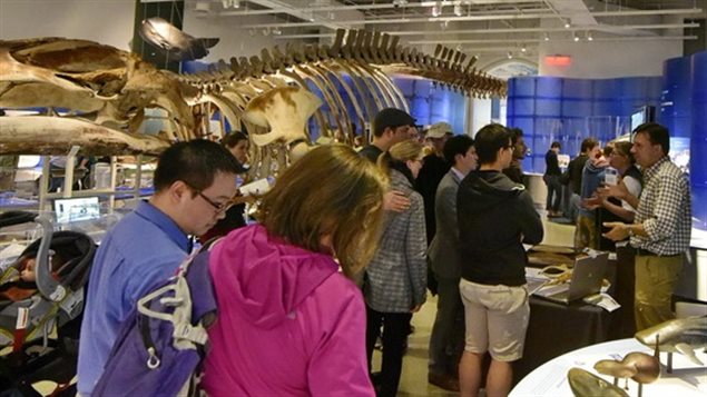 The skeleton of a 19-metre blue whale is a popular attraction at the Canadian Museum of Nature.