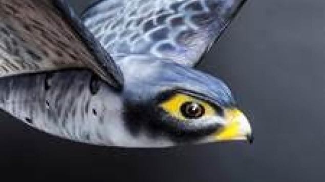 Up close, it wouldn’t fool us, but as it flies so realistically, it could fool us in the air, and it certainly fools birds into thinking it’s a real falcon