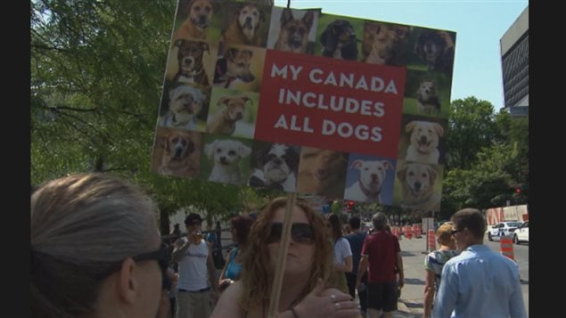 Quebec’s Premier said in June last year (prior to the Montreal demo shown here ) that he would probably follow Ontario’s lead o ban pit bulls. Groups are planning a similar demonstration against the provincial proposal this Saturday in the central Lafontaine Park