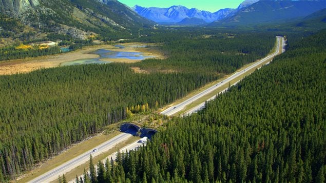 An example of maintaining *interconnectivy*. A wildlife bridge between forests divided by a highway in Banff National Park, Alberta.