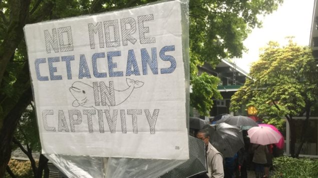 Supporters of a Vancouver Park Board bylaw change that would ban new cetaceans from the Vancouver Aquarium arrive at the meeting approving the changes on May 15, 2017. 