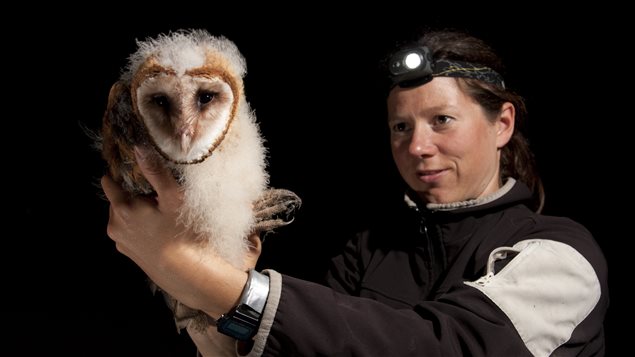 Sofi Hindmarch says it is challenging to catch a barn owl and fit it with a transmitter.