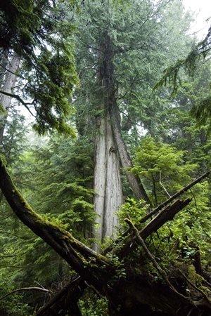 Ancient trees on Lyell Island, Gwaii Haanas.