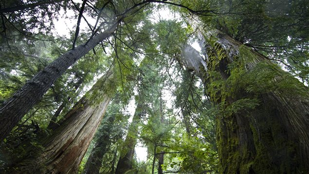 Ancient tree on Lyell Island, Gwaii Haanas.