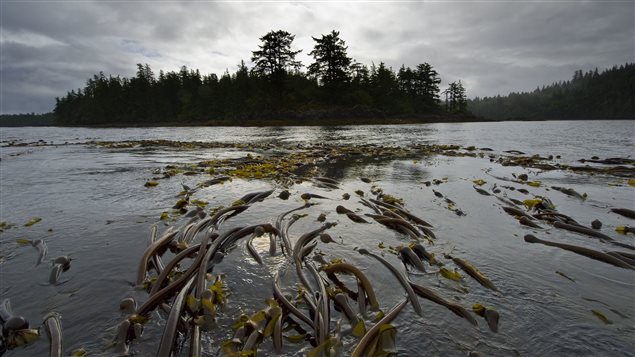 A kelp bed near Hot Spring Island, Gwaii Haanas.