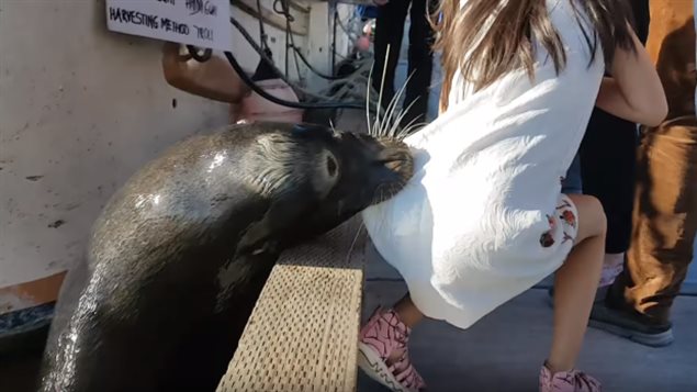 A male California sea lion grabbed a young girl by her dress and pulled her into the water off Steveston’s docks on Saturday, May 20. Marine mammal experts say the animal most likely mistook the dress for food. (Michael Fujiwara/CBC)