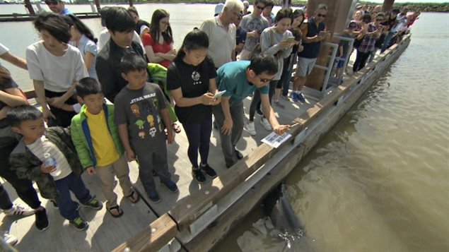 这些人都在寻找那只把小女孩叼入水里的海狮