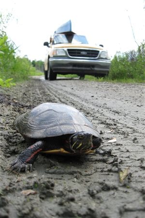 Turtles often get run over by cars in Quebec.