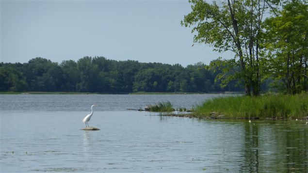 Waterfowl and shorebirds are common sights in Quebec’s river systems.