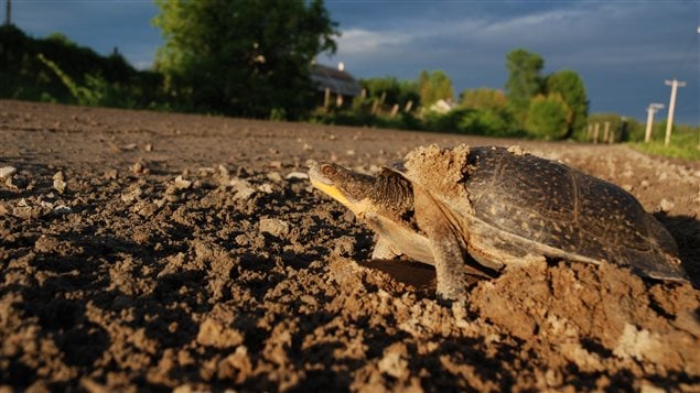 Turtle sightings can be reported at carapace.ca.