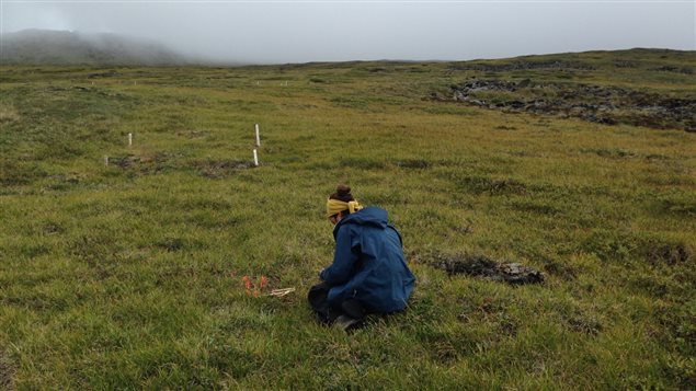  Northern alpine tundra in the southwest Yukon, where dummy caterpillars experienced low rates of predation. 