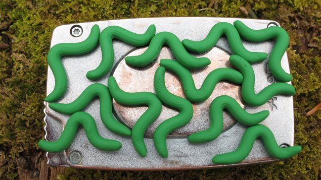  A fresh batch of dummy caterpillars from the ‘hatchery’ in Helsinki, waiting for to be deployed. Each researcher was sent caterpillars molded from the same green plasticine and all shaped as “loopers” (or “inchworms”). Even the glue used to attach them to plants was included in the kit to ensure the sam