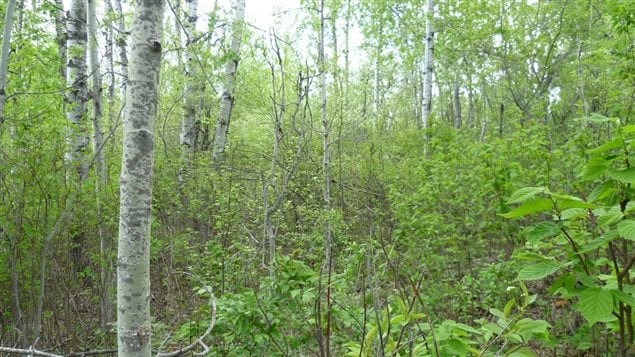  Aspen parkland near Edmonton, Alberta, where dummy caterpillars were deployed using exactly the same methods, making it much easier to unmask a global ecological pattern.