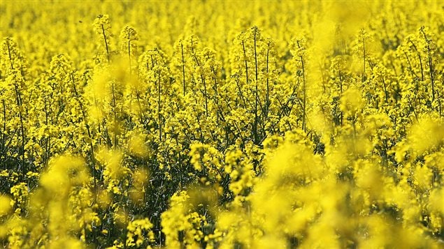 Un champ de canola