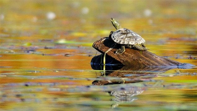 The map turtle is considered to be a species of concern under Canada’s Species at Risk Act.