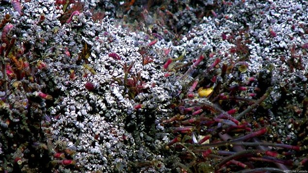 Specially adapted tubeworms (Ridgeia piscesae), scale worms (Branchinotogluma tunnicliffae) and limpets thrive in the hot sulfide-laced waters of Grotto Hydrothermal Vent. (Depth: 2189m.)