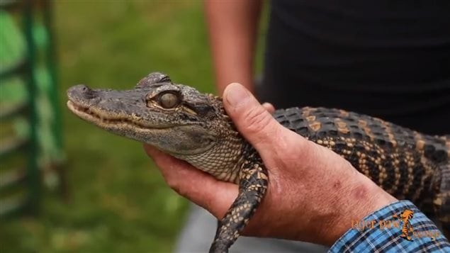 Two baby alligators were auctioned with a reminder to the audience to consider that they would eventually grow to almost 4 metres in length and over 400kg.