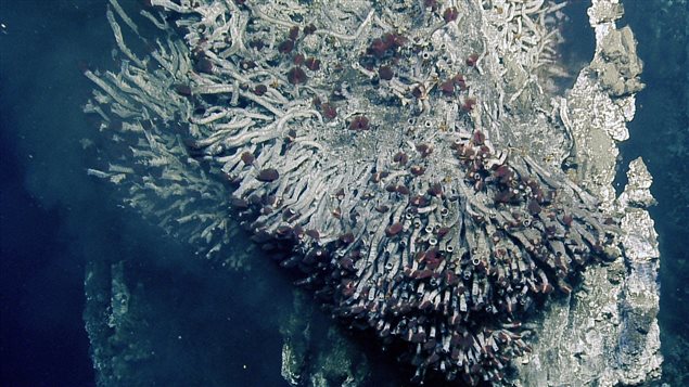 The deep red colour of the tube worms’ plumes comes from hemoglobin, the same substance that transports oxygen in human blood.
