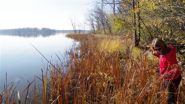 Île Hébert has around 420 metres of shoreline, ideal for map turtles, waterfowl and several other species at risk.