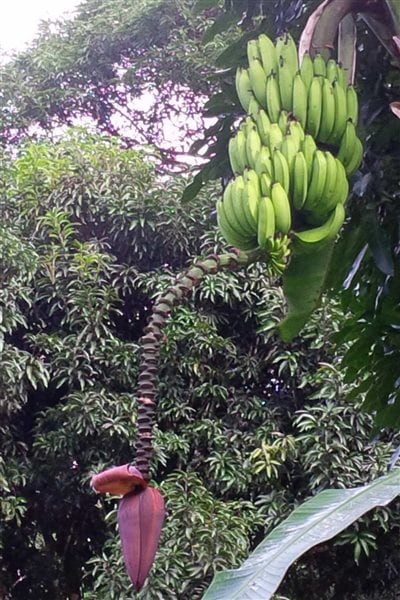 Commercial Cavendish bananas are virtually seedless and are produced by growing offshoots of an existing plant.