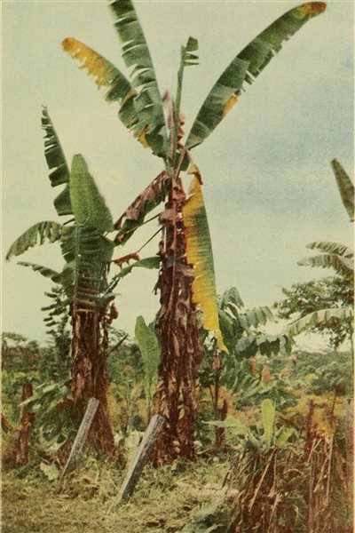 A Gros Michel banana tree in 1919 in Costa Rica that has been attacked by the banana wilt fungus. It is believed the popular 1920’s song *yes we have no bananas* was due to shortages caused b the banana disease