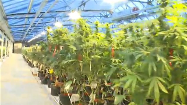 需要大麻止痛的员工希望公司给报销