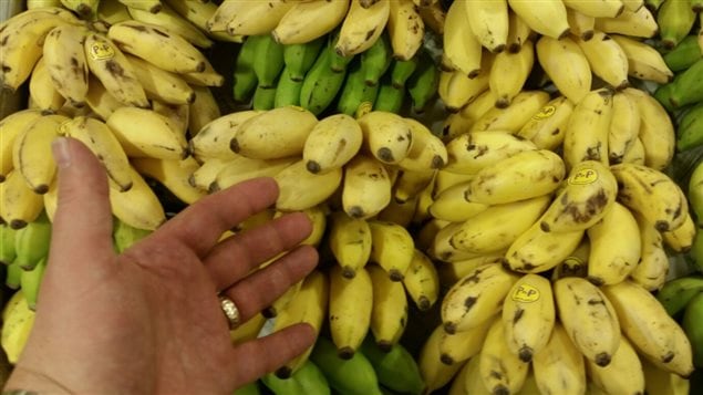 The big *Cavendish* bananas are the most popular commercially available type around, but there are literally hundred of varieties of banana, such as these finger bananas shown here, and each with unique taste and textures