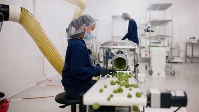 加拿大大中型公司对大麻福利的态度开始改变