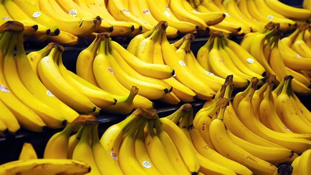 The most popular commercial variety of banana is the *Cavendish* cultivar. It is threatened by a fungus and may disappear in just a few years