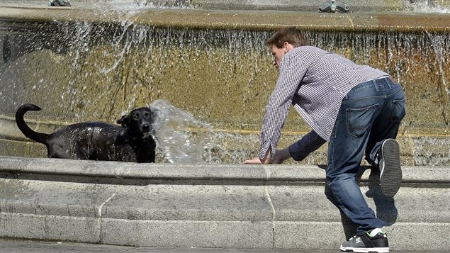 Dans les villes, animaux et humains subissent les effets de l’îlot de chaleur urbain