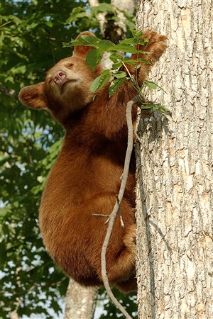 There are bears, geese, various species of birds and other animals on the territory.